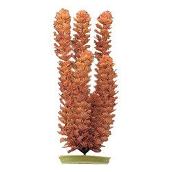 Aquascaper Foxtail Medium 8in Pp810{L+7} 080605108103