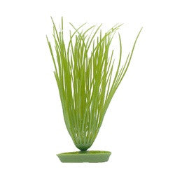 Aquascaper Hairgrass Medium 8in Pp811{L+7} 080605108110