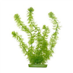 Aquascaper Hornwort Extra Large 15in Pp1512{L + 7} - Aquarium