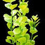 Aquascaper Moneywort Large 12in Pp1216{L + 7} - Aquarium