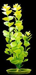 Aquascaper Moneywort Large 12in Pp1216{L + 7} - Aquarium