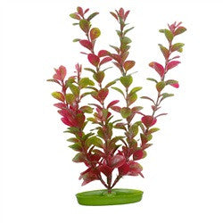 Aquascaper Red Ludwigia Extra Large 15in Pp1519{L + 7} - Aquarium