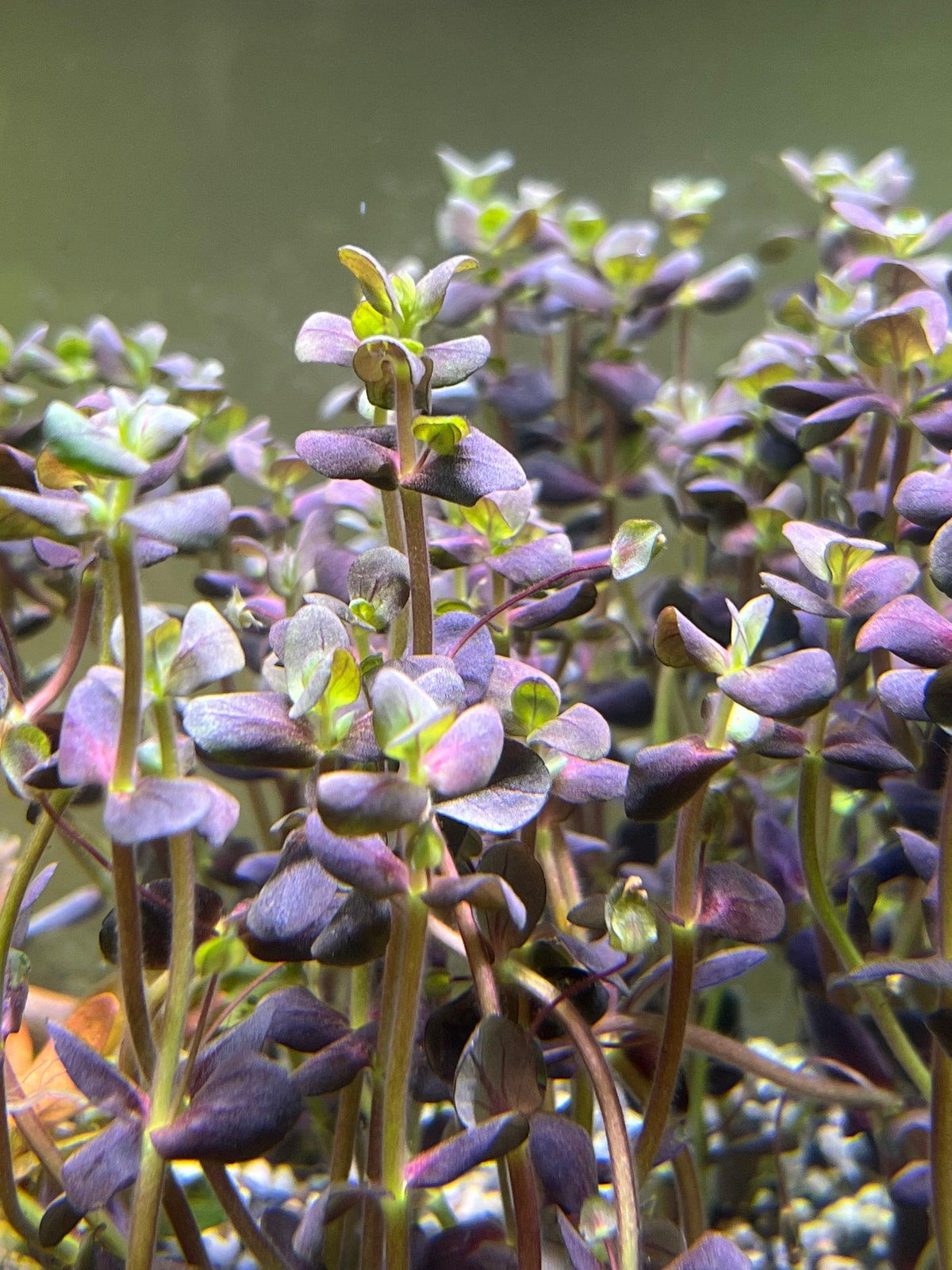 Bacopa Salzmannii 'Purple' freshwater aquarium plant with vibrant purple and reddish leaves