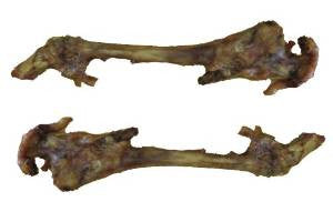 Best Buy Bones USA 9’ Smoked Lamb Femur 25ct {L - 1}395114 - Dog