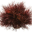 biOrb Aquatic Sea Lily Crimson - Aquarium