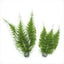 biOrb Aquatic Winter Fern Set 2 {L + 1} 227235 - Aquarium