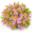 biOrb Flower Ball Pink Small {L+b}227257 822728007310