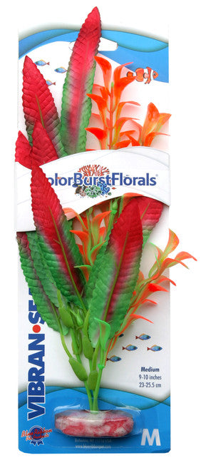 Blue Ribbon Colorburst Florals Crispus Aquarium Plant Red MD
