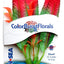 Blue Ribbon Colorburst Florals Crispus Aquarium Plant Red XS