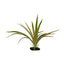 Blue Ribbon ColorBurst Florals Dracaena Marginata Aquarium Plant Green 6