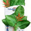 Blue Ribbon Colorburst Florals Marshwood Aquarium Plant Green MD