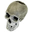 Blue Ribbon Exotic Environments Life - like Human Skull Aquarium Ornament Grey 6