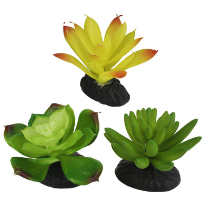 Komodo Desert Succulent Plant Yellow & Green 3 pk 784369933086
