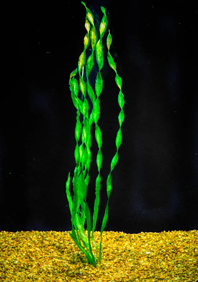 Contortion Val (Vallisneria asiatica) freshwater aquarium plant with twisted, spiraling green leaves