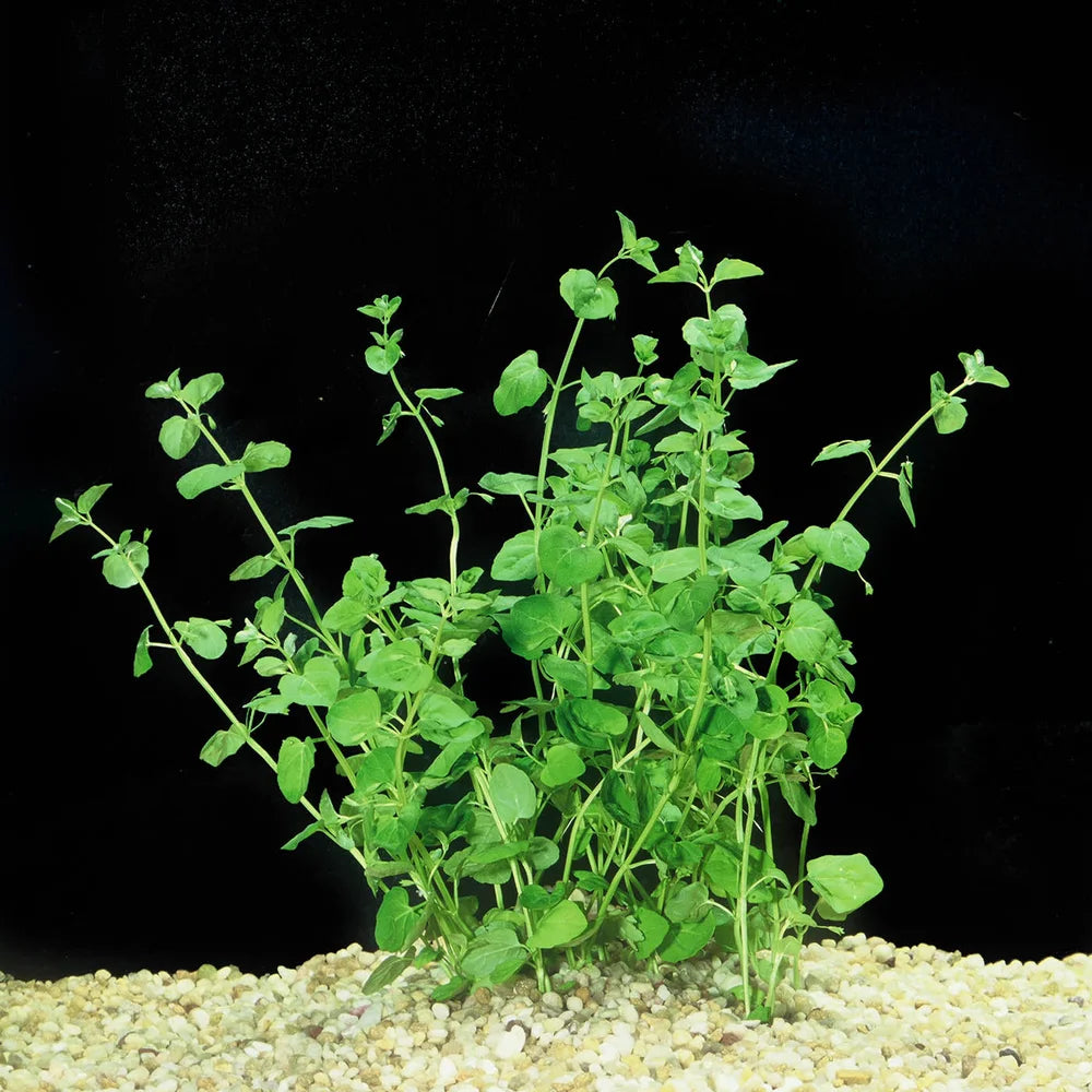 A healthy bunch of Creeping Charlie (Clinopodium brownei) aquarium plant featuring bright green, rounded leaves growing along slender creeping stems. The vibrant foliage creates a lush, trailing appearance, making it ideal for foreground or midground placement in freshwater aquariums.