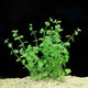 A healthy bunch of Creeping Charlie (Clinopodium brownei) aquarium plant featuring bright green, rounded leaves growing along slender creeping stems. The vibrant foliage creates a lush, trailing appearance, making it ideal for foreground or midground placement in freshwater aquariums.