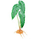 Komodo Standing Plant Emerald Vine 18 in 784369933710