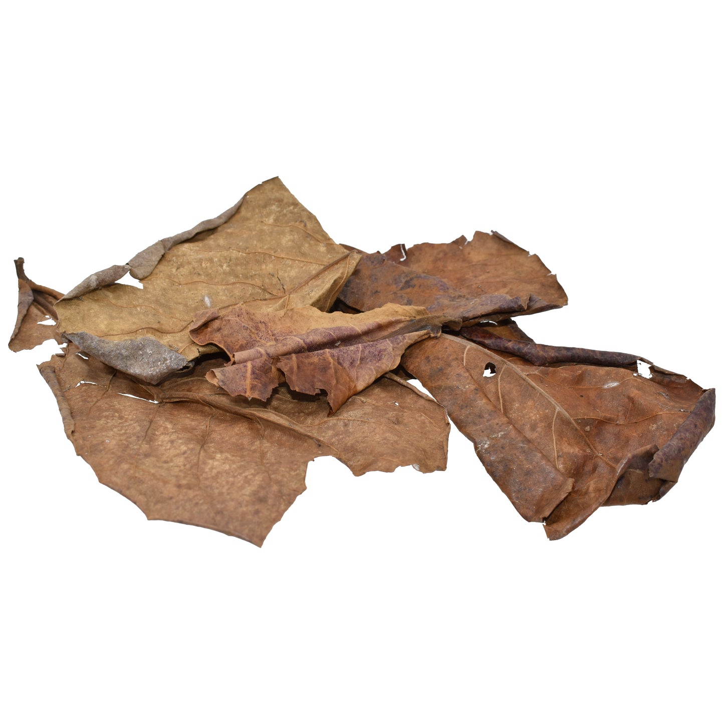 Komodo Dried Oak Leaves .98 oz 784369934311
