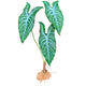 Komodo Standing Plant White Vein 18 in 784369933703