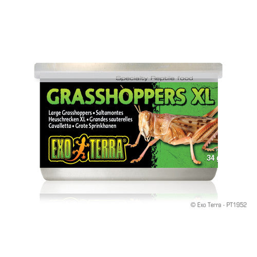 Exo Terra Canned Grasshoppers XL 1.2 oz - Reptile