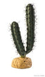Exo Terra Plant Finger Cactus Pt2983{L + 7} - Reptile