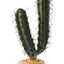 Exo Terra Plant, Finger Cactus Pt2983{L+7} 015561229838