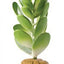 Exo Terra Plant Jade Cactus Pt2984{L + 7} - Reptile