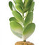 Exo Terra Plant, Jade Cactus Pt2984{L+7} 015561229845