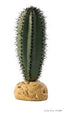 Exo Terra Plant Saguaro Cactus Pt2981{L + 7} - Reptile