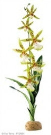 Exo Terra Plant, Spider Orchid Pt2991{L+7} 015561229913