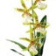 Exo Terra Plant Spider Orchid Pt2991{L + 7} - Reptile