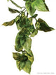Exo Terra Plastic Plant Medium Amapallo Pt3011{L + 7} - Reptile