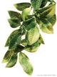 Exo Terra Plastic Plant Small Mandarin Pt3002{L + 7} - Reptile