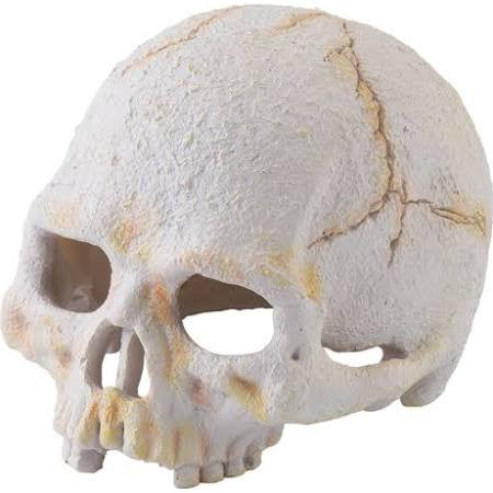 Exo Terra Primate Skull Small Pt2926{L + 7} - Reptile