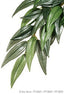 Exo Terra Silk Plant Small Ruscus Pt3031{L + 7} - Reptile