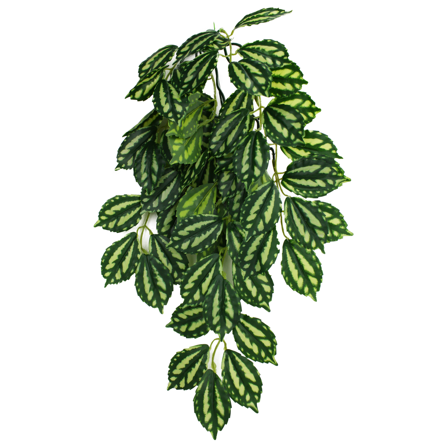 Komodo Two-Toned Leaf Hanging Plant Small, 16 in 784369933024