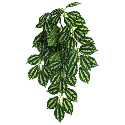 Komodo Two-Toned Leaf Hanging Plant Small, 16 in 784369933024