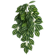 Komodo Two-Toned Leaf Hanging Plant Small, 16 in 784369933024