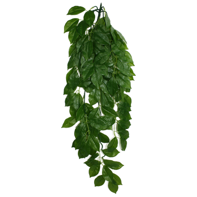 Komodo Green Leaf Hanging Plant Large, 26 in 784369933079
