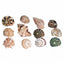 Florida Marine Research Natural Shell Terrarium Ornament Multi - Color MD - Reptile