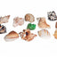 Florida Marine Research Natural Shell Terrarium Ornament Multi - Color LG - Reptile
