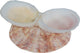 Florida Marine Research Shellfeeder Stand White Brown - Reptile