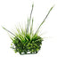 Fluval Chi Boxwood & Tall Grass Ornament 12193{L + 7} - Aquarium