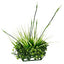 Fluval Chi Boxwood & Tall Grass Ornament 12193{L+7} 015561121934