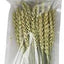 FM Brown Tropical Carnival Wheat Spray 1.5z {L + 1} 423206 (DD) - Bird