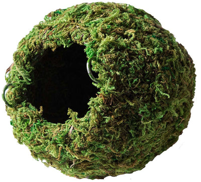 Galapagos Mossy Cave Terrarium Hideaway Fresh Green 6 in