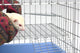 Marshall Pet Products Corner Deterrent Springs for Ferrets 4 pk 766501002201