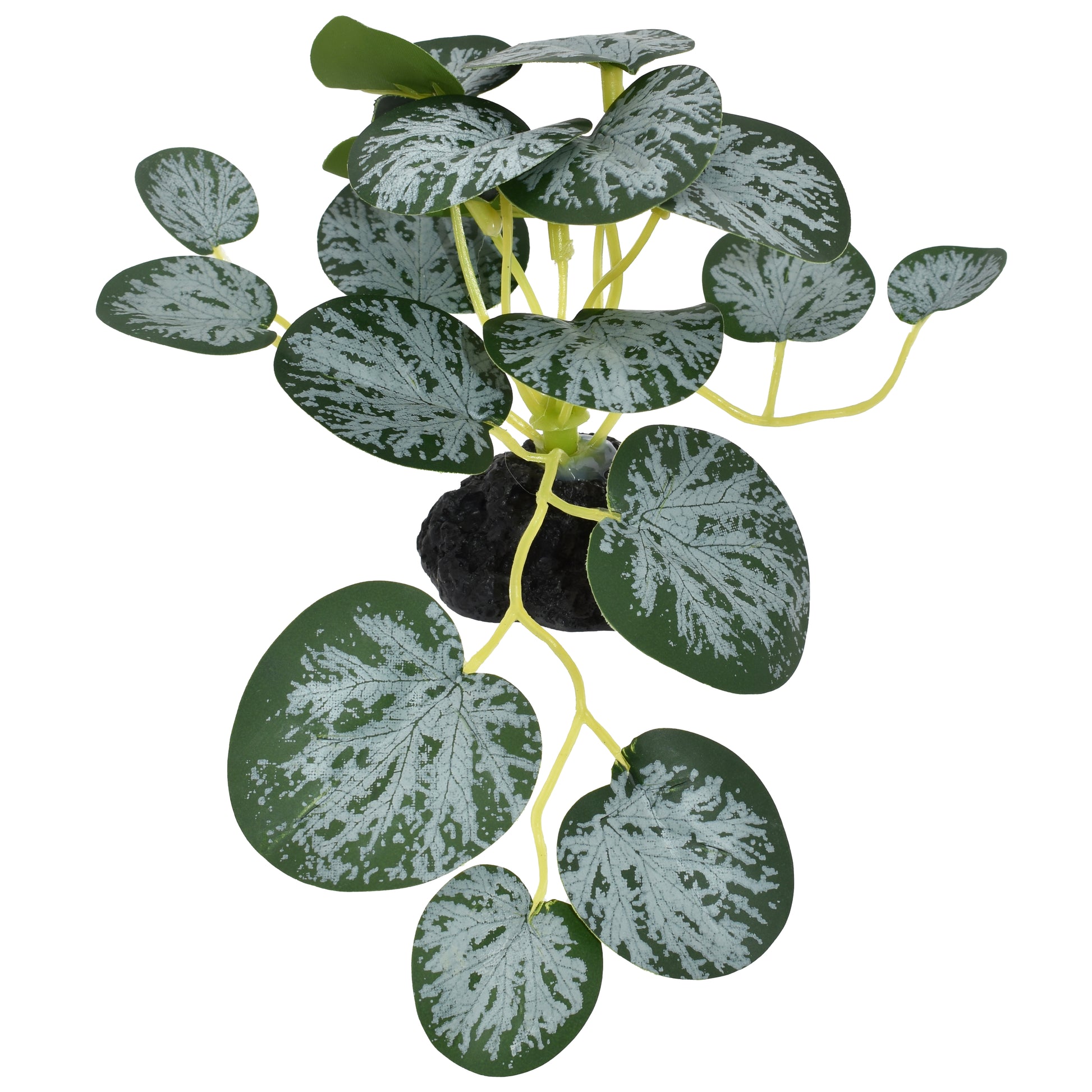 Komodo String Of Hearts Plant 3.5 in, Small 784369933772