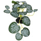 Komodo String Of Hearts Plant 3.5 in, Small 784369933772