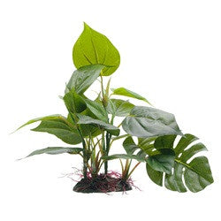 Hagen Fluval Anubias Plant 8in Pp1600{L + 7} - Aquarium